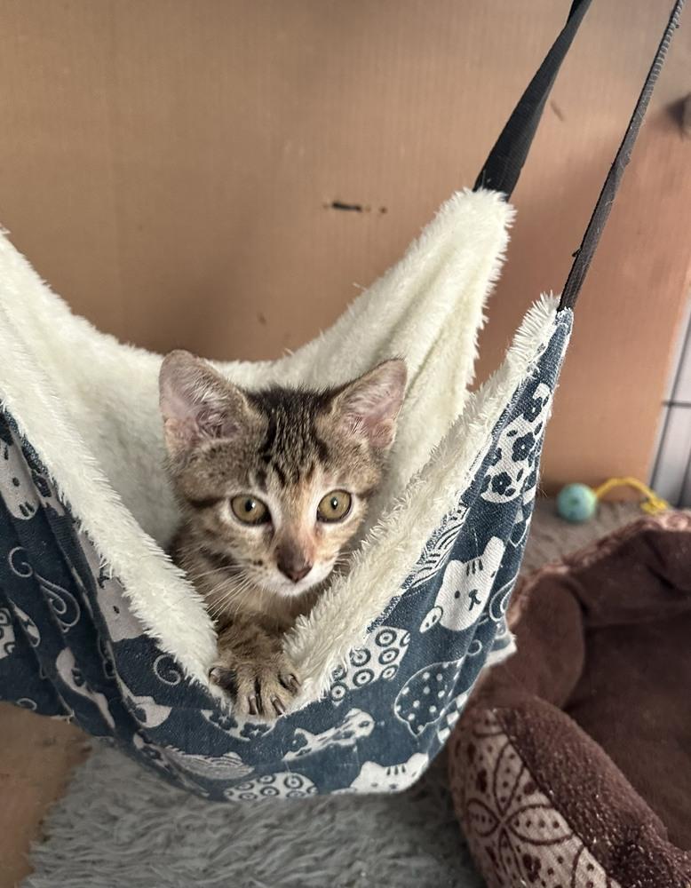 Fresca, Adoptable, Kitten Female Domestic Short Hair.