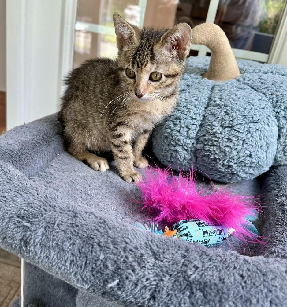 Enlarge Fresca, a Adoptable mixed breed in Wilmington, NC image 2/5