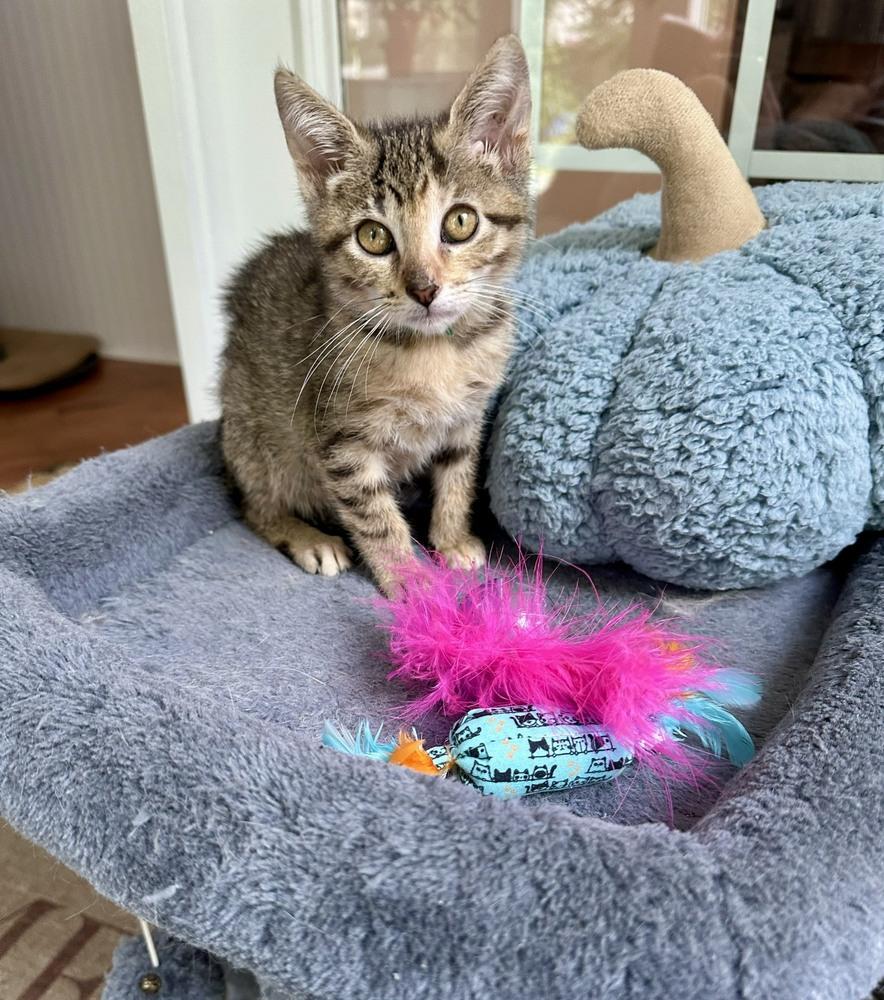 Enlarge Fresca, a Adoptable mixed breed in Wilmington, NC image 3/5