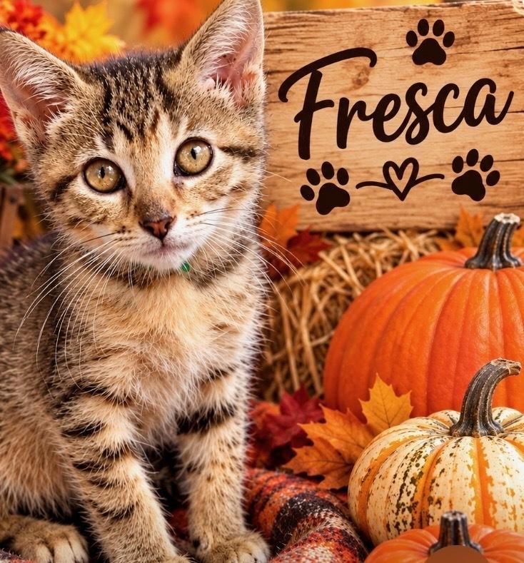 Enlarge Fresca, a Adoptable mixed breed in Wilmington, NC image 5/5