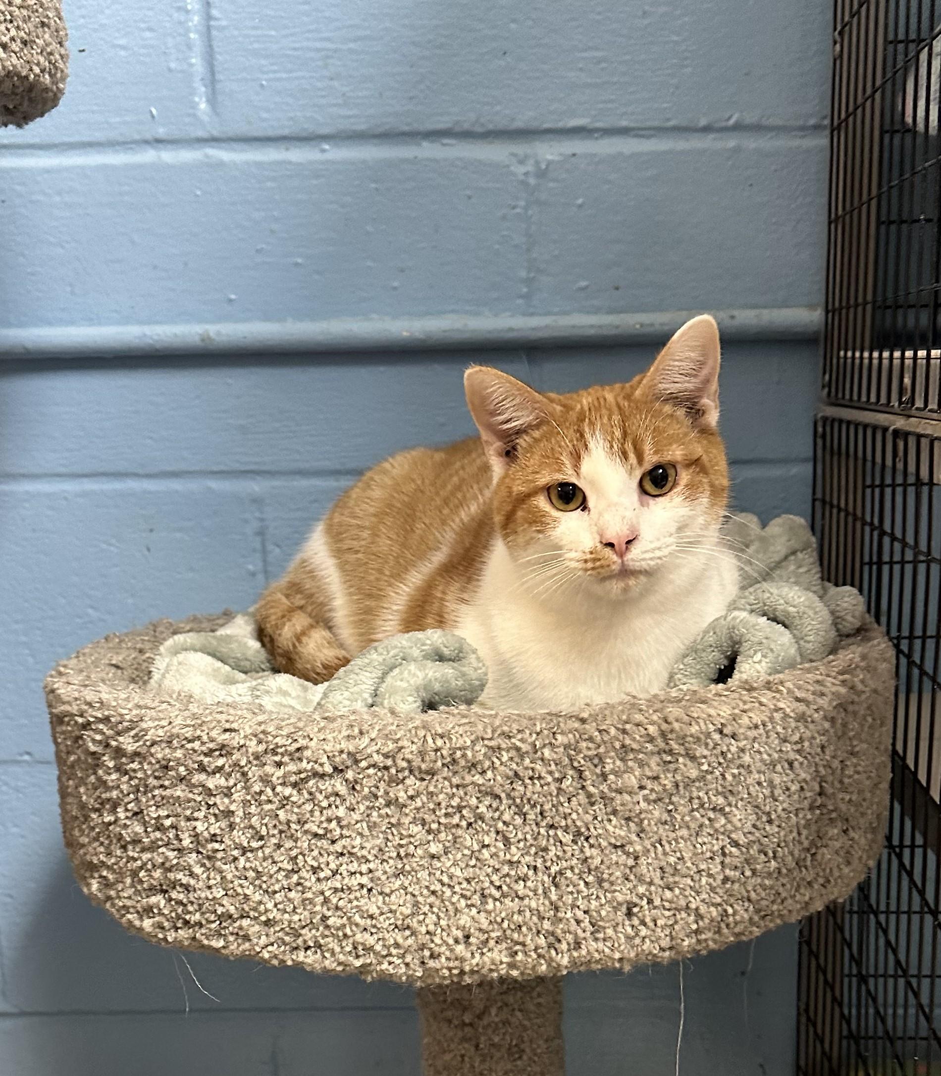 Gelato, Young Male Domestic Short Hair