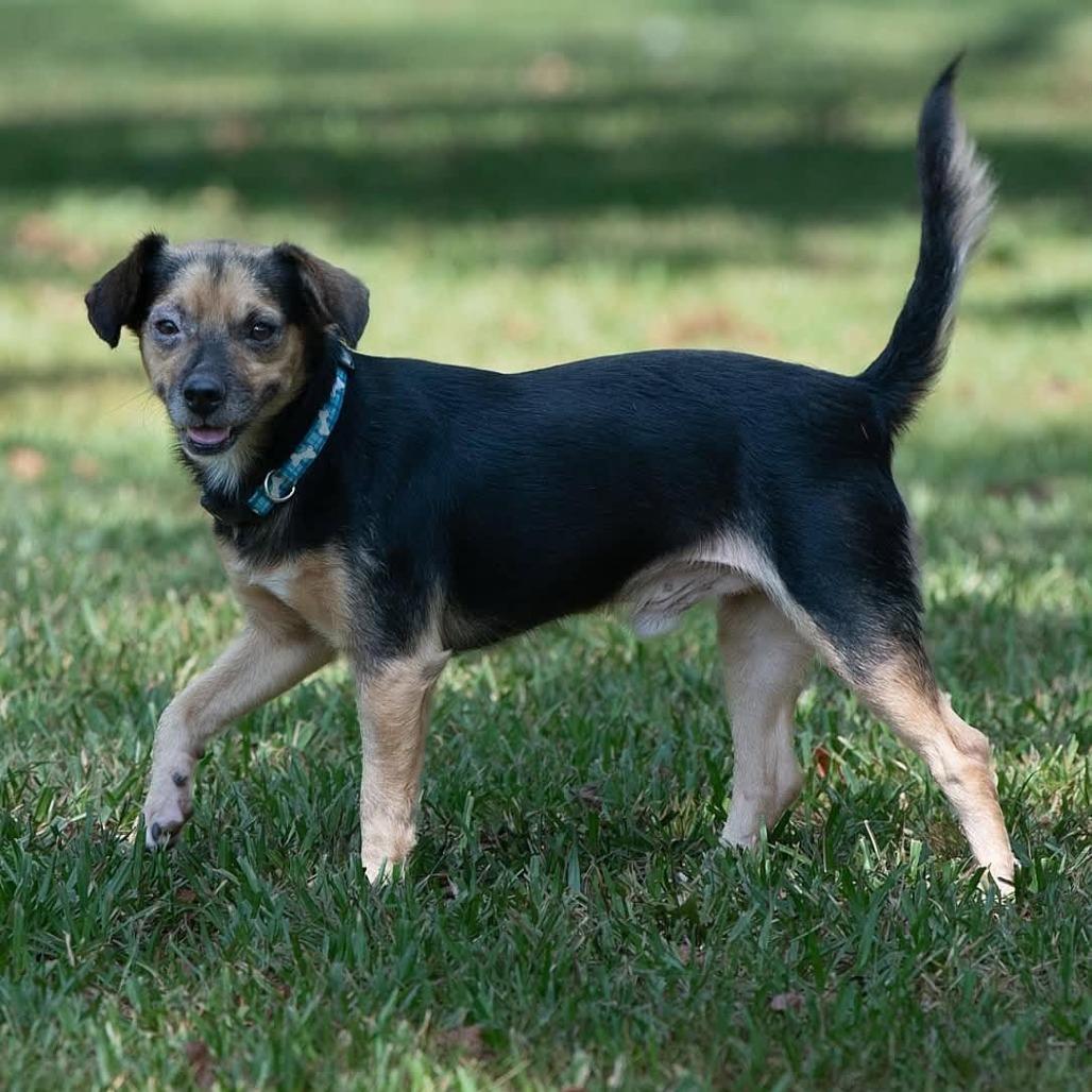 Enlarge Acorn 22885, a Adoptable mixed breed in Minneapolis, MN image 1/6