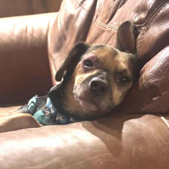 Enlarge Acorn 22885, a Adoptable mixed breed in Minneapolis, MN image 2/6