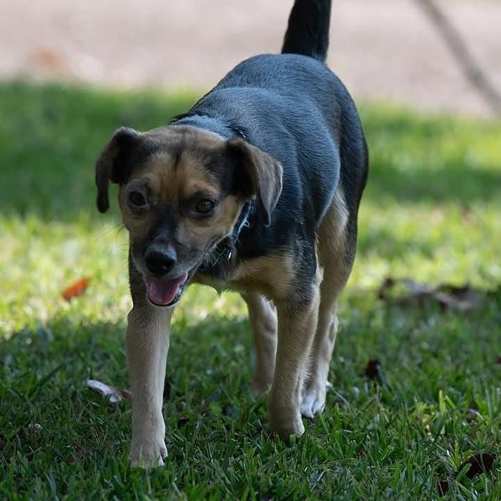 Enlarge Acorn 22885, a Adoptable mixed breed in Minneapolis, MN image 3/6