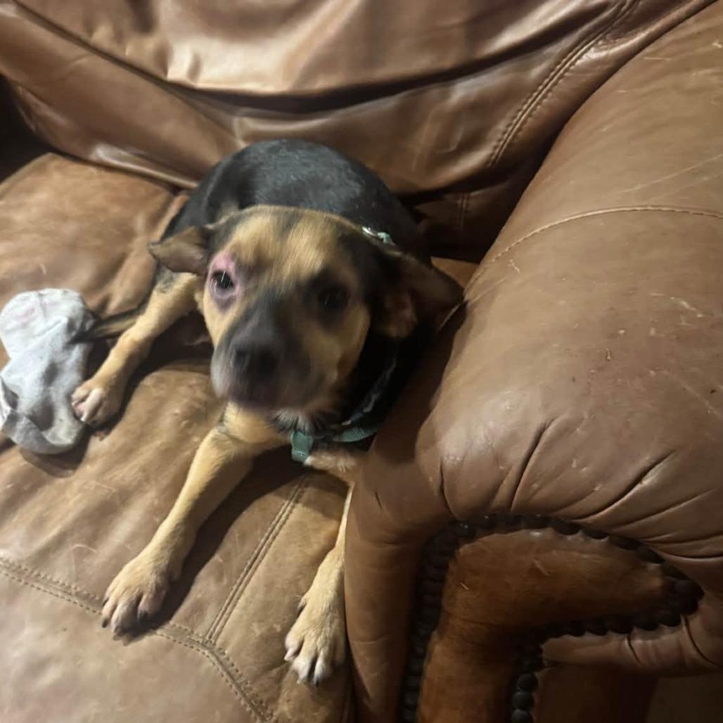 Enlarge Acorn 22885, a Adoptable mixed breed in Minneapolis, MN image 4/6