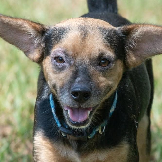 Enlarge Acorn 22885, a Adoptable mixed breed in Minneapolis, MN image 5/6