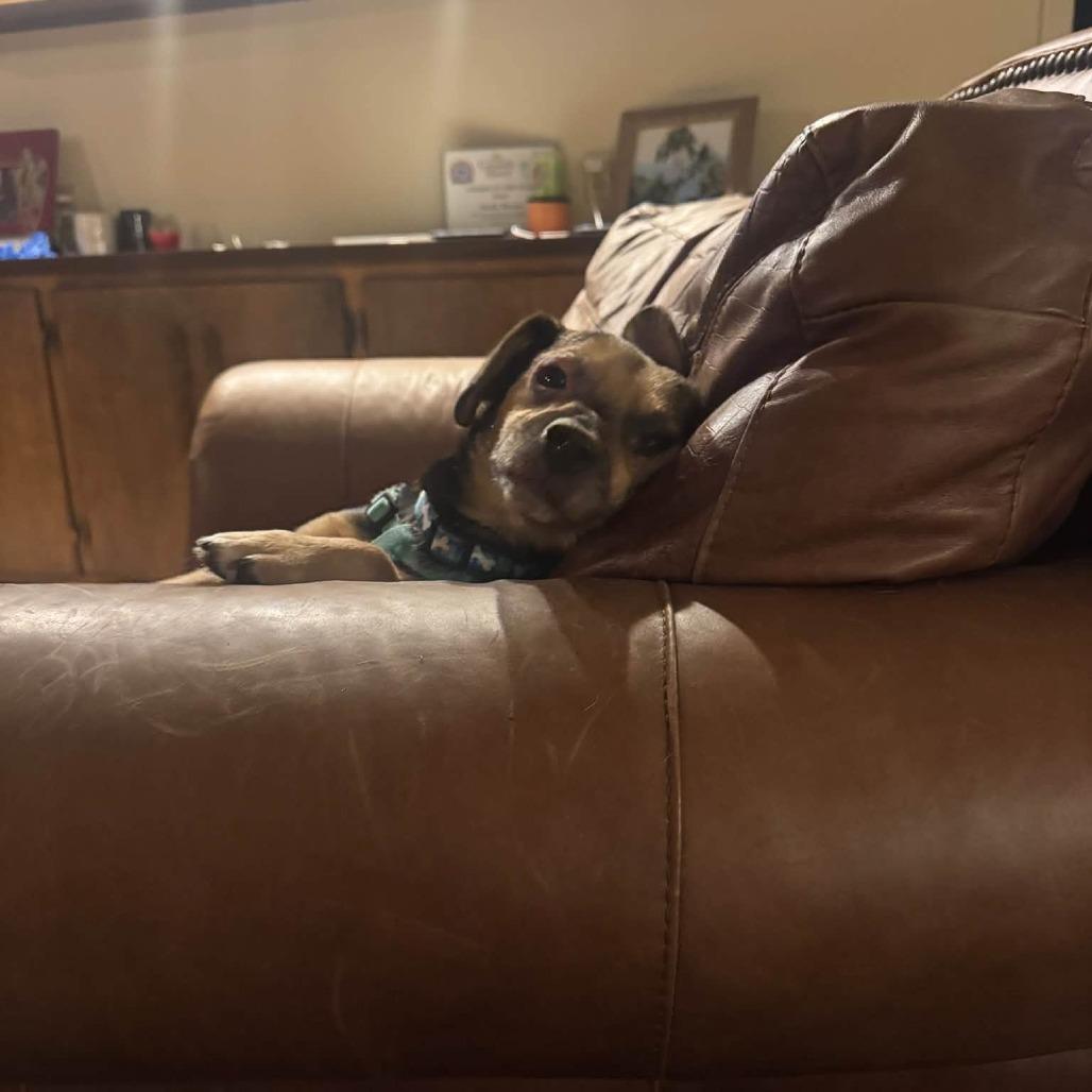 Enlarge Acorn 22885, a Adoptable mixed breed in Minneapolis, MN image 6/6