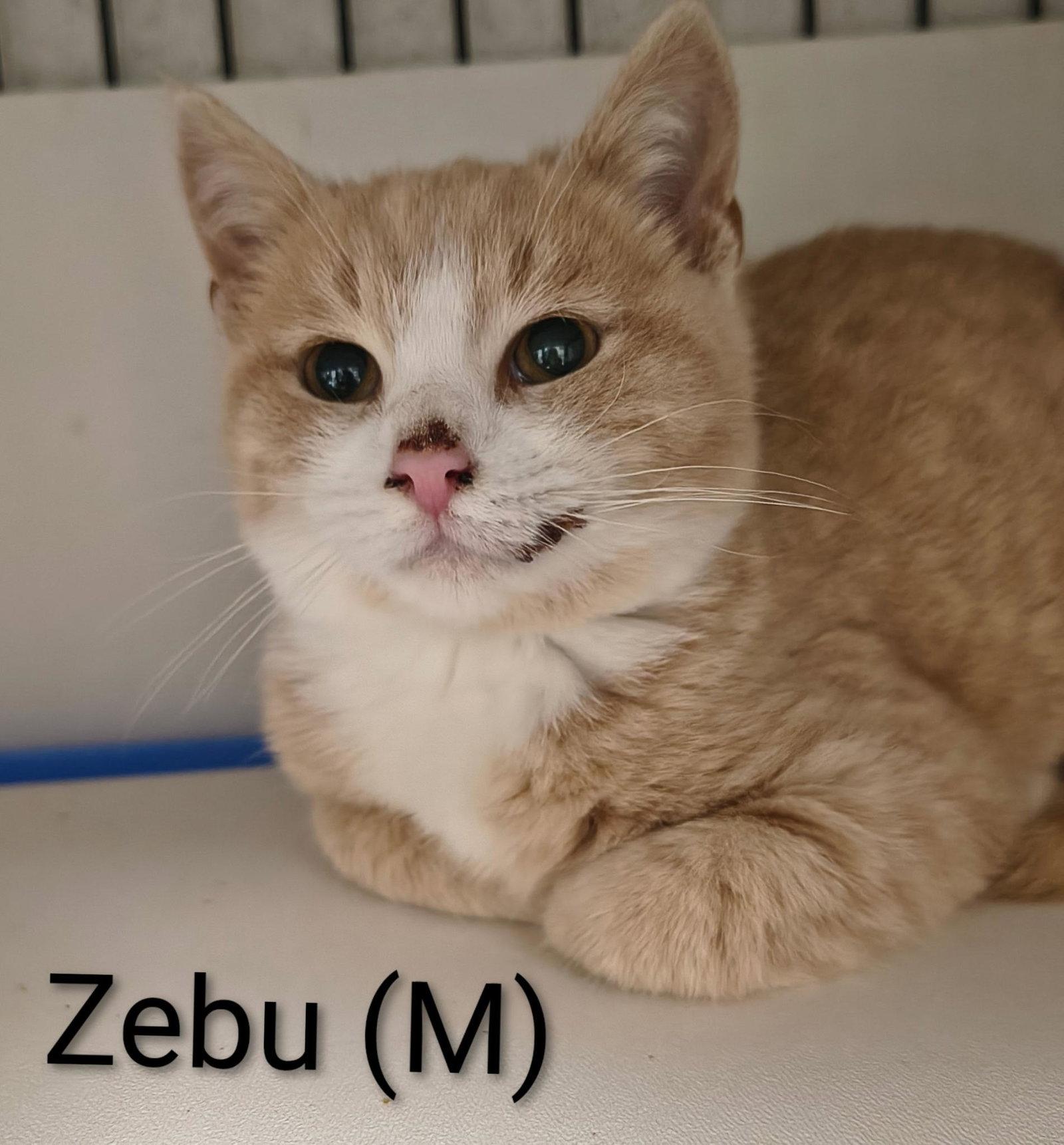 Zebu, Adoptable, Young Male Domestic Short Hair.