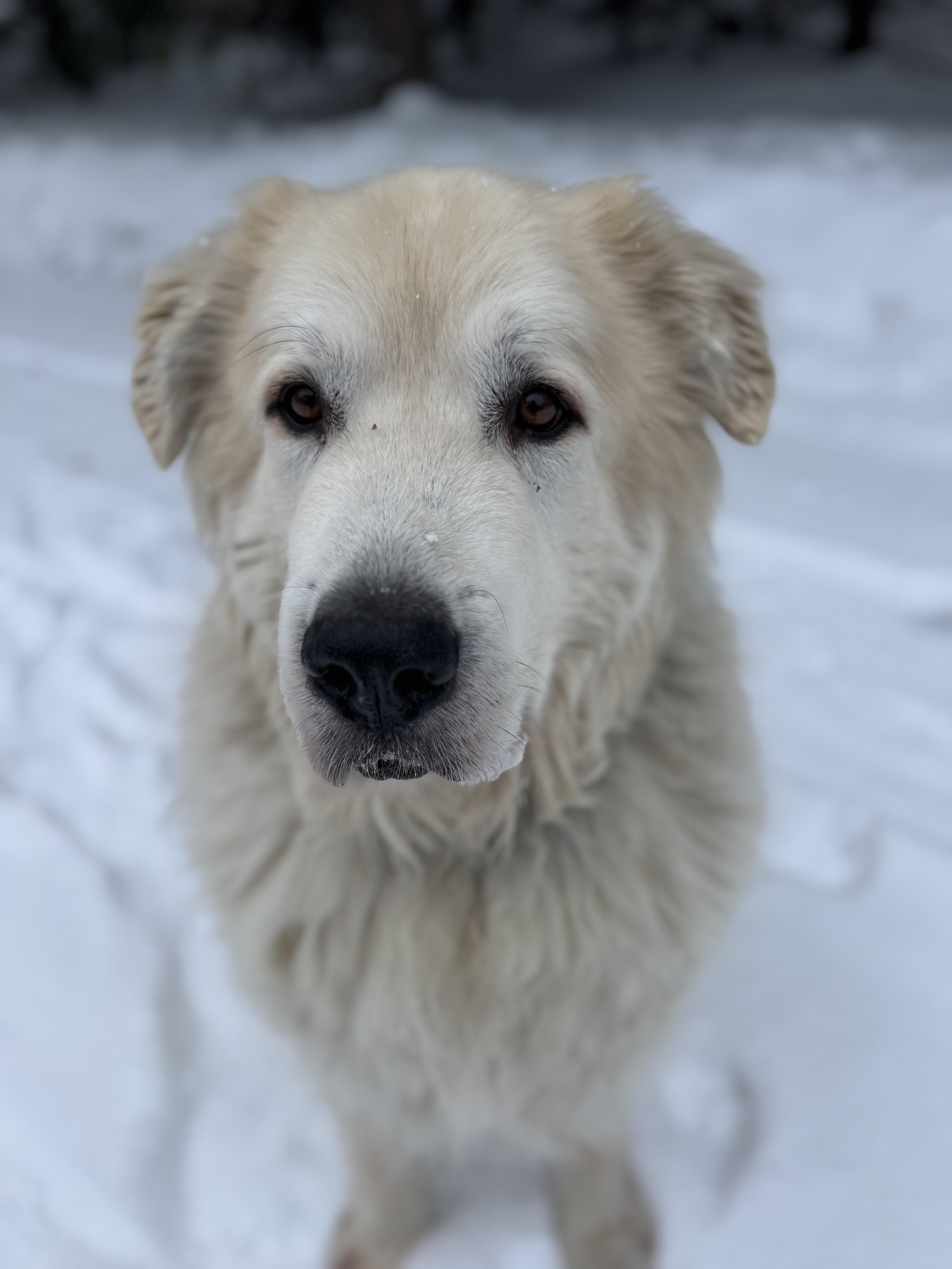 Enlarge Maximillion, a ADOPTABLE Great Pyrenees in Neshkoro, WI image 3/3