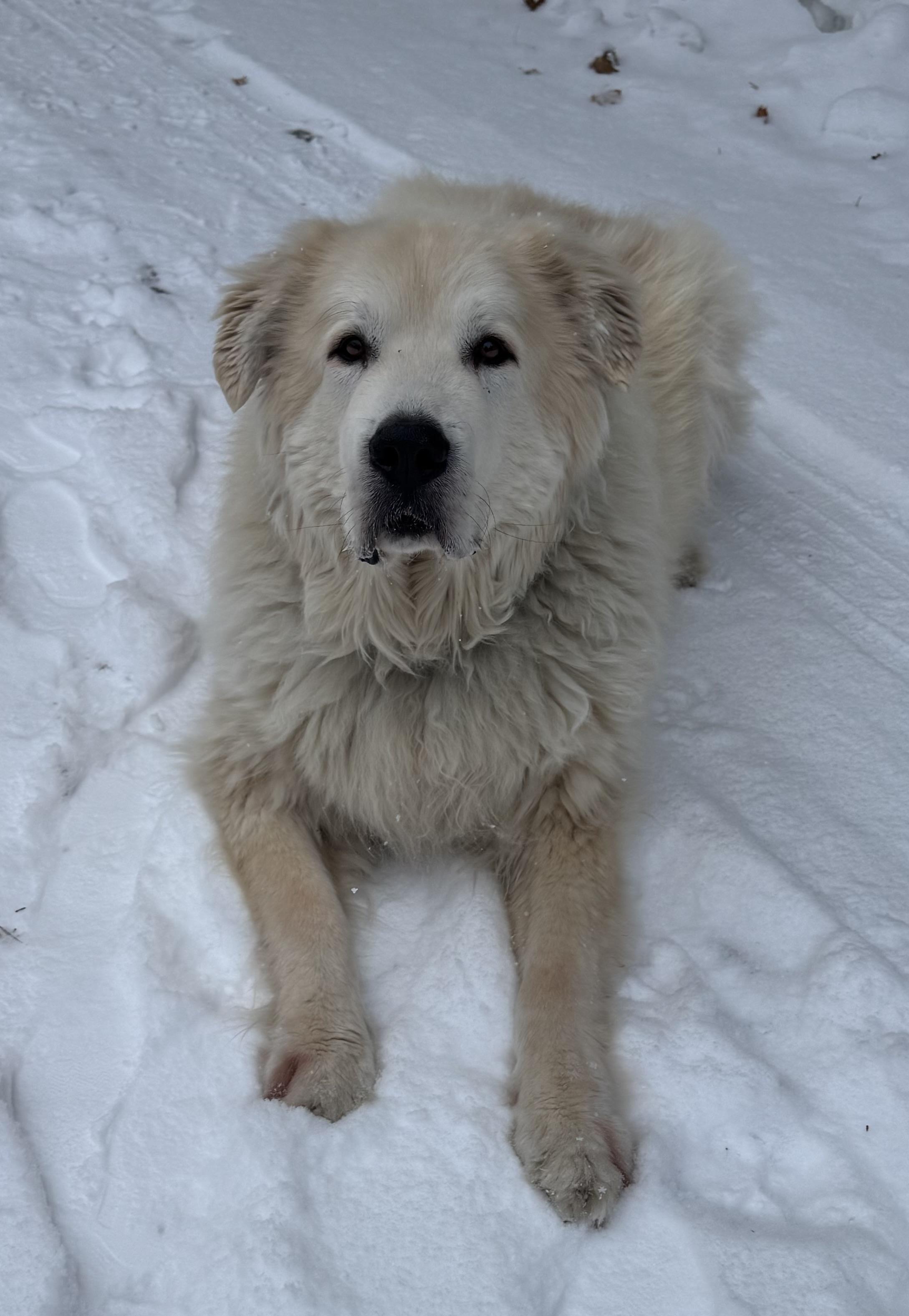 Enlarge Maximillion, a ADOPTABLE Great Pyrenees in Neshkoro, WI image 2/3