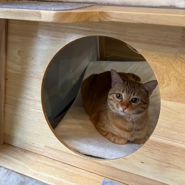 SORBET, a Adoptable Tabby in Flint, TX image 3/5