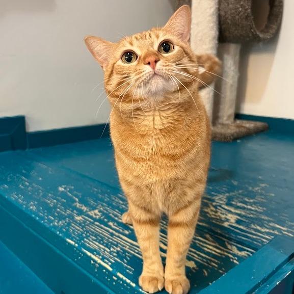 SORBET, a Adoptable Tabby in Flint, TX image 2/5