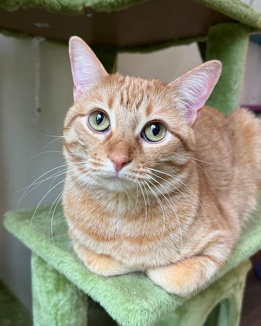 SORBET, a Adoptable Tabby in Flint, TX image 4/5