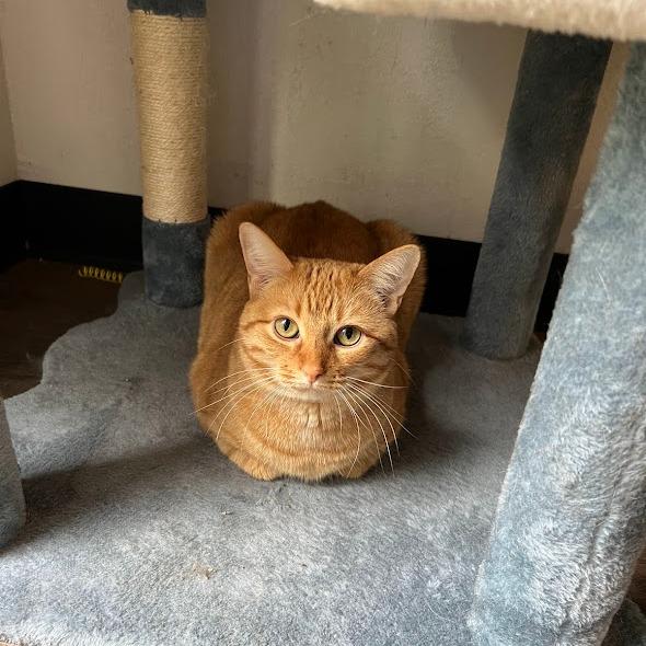 SORBET, a Adoptable Tabby in Flint, TX image 5/5