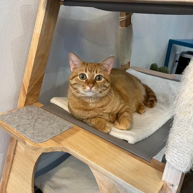 SORBET, Adoptable, Adult Female Tabby.
