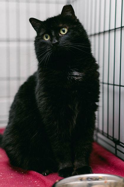 Ebony, Adoptable, Adult Female Domestic Short Hair & Domestic Short Hair.