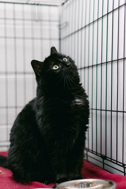 Enlarge Ebony, a Adoptable Domestic Short Hair in Anderson, IN image 2/4