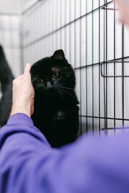 Enlarge Ebony, a Adoptable Domestic Short Hair in Anderson, IN image 4/4