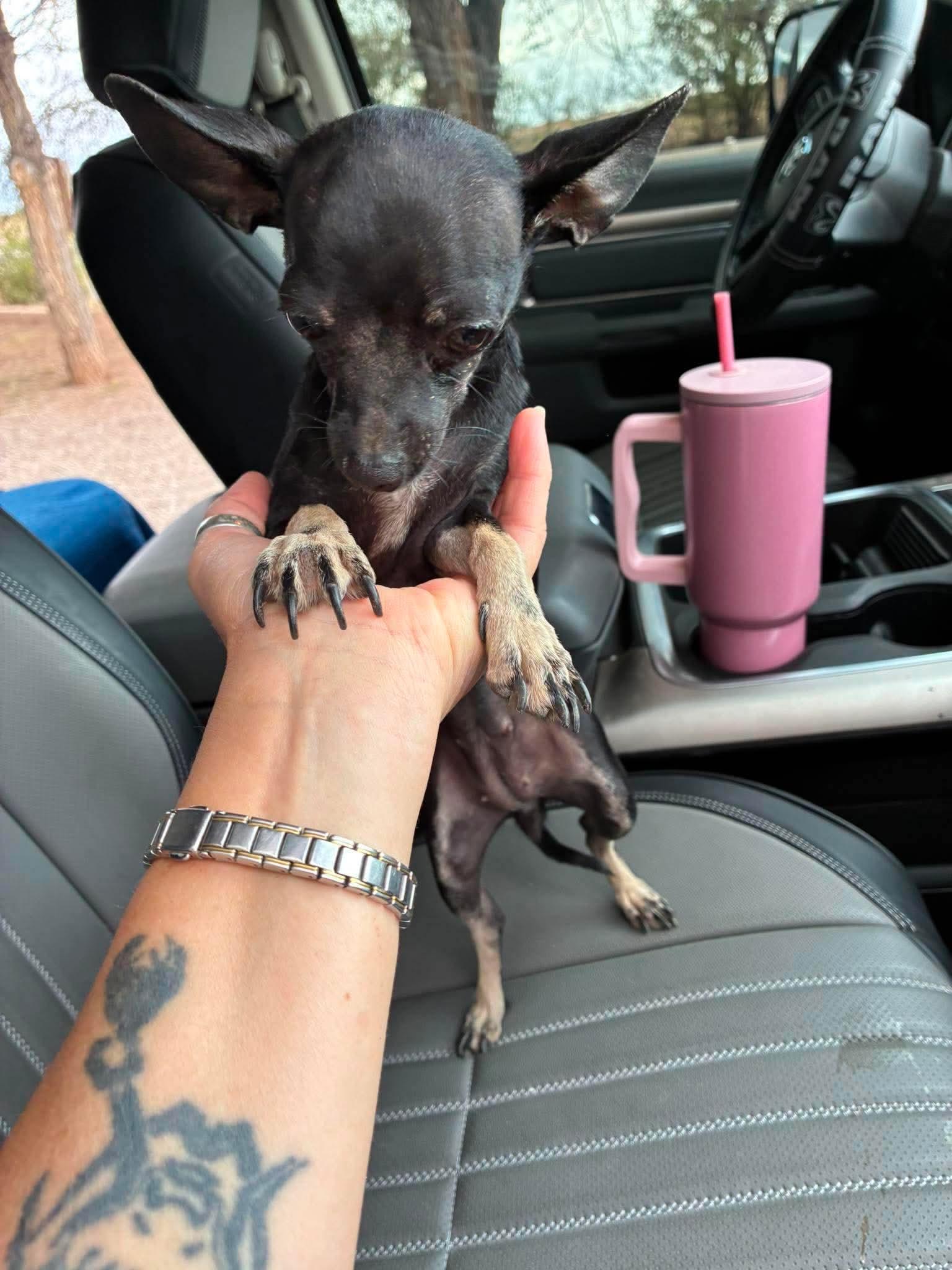 Fiona, adopted, Young Female Chihuahua.
