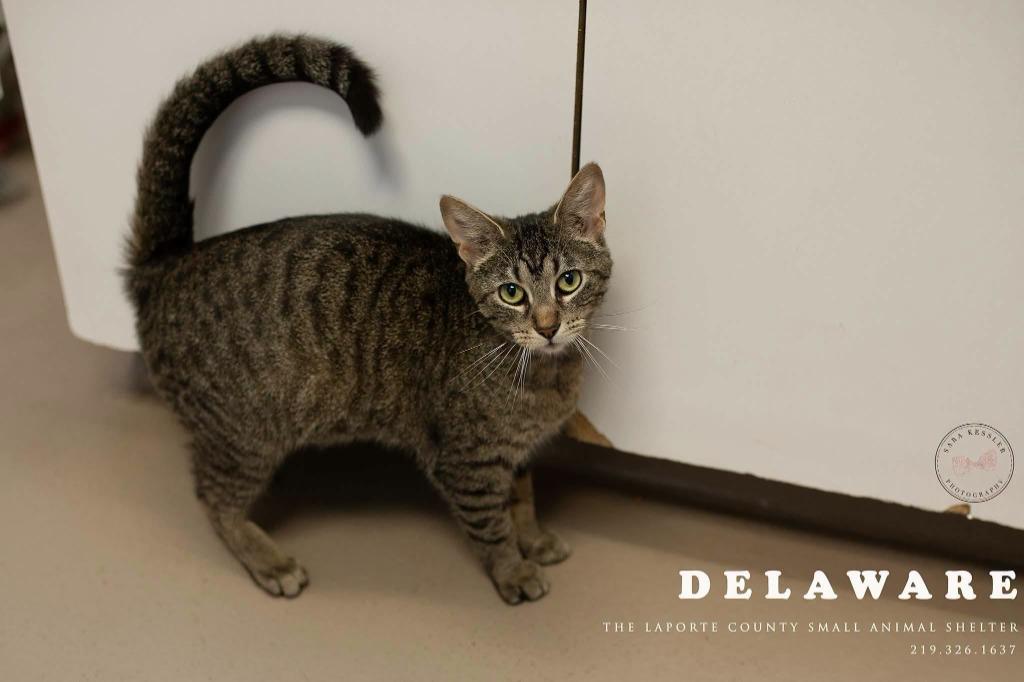 Delaware, Adoptable, Young Female Domestic Short Hair.