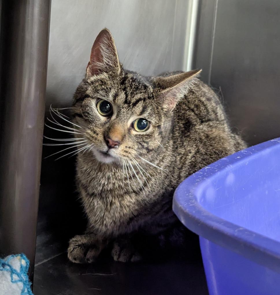 Delaware, Adoptable, Young Female Domestic Short Hair.