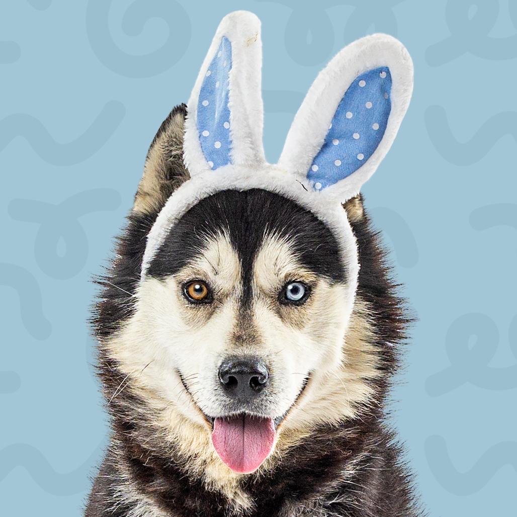 Jacob, Adoptable, Adult Male Husky.