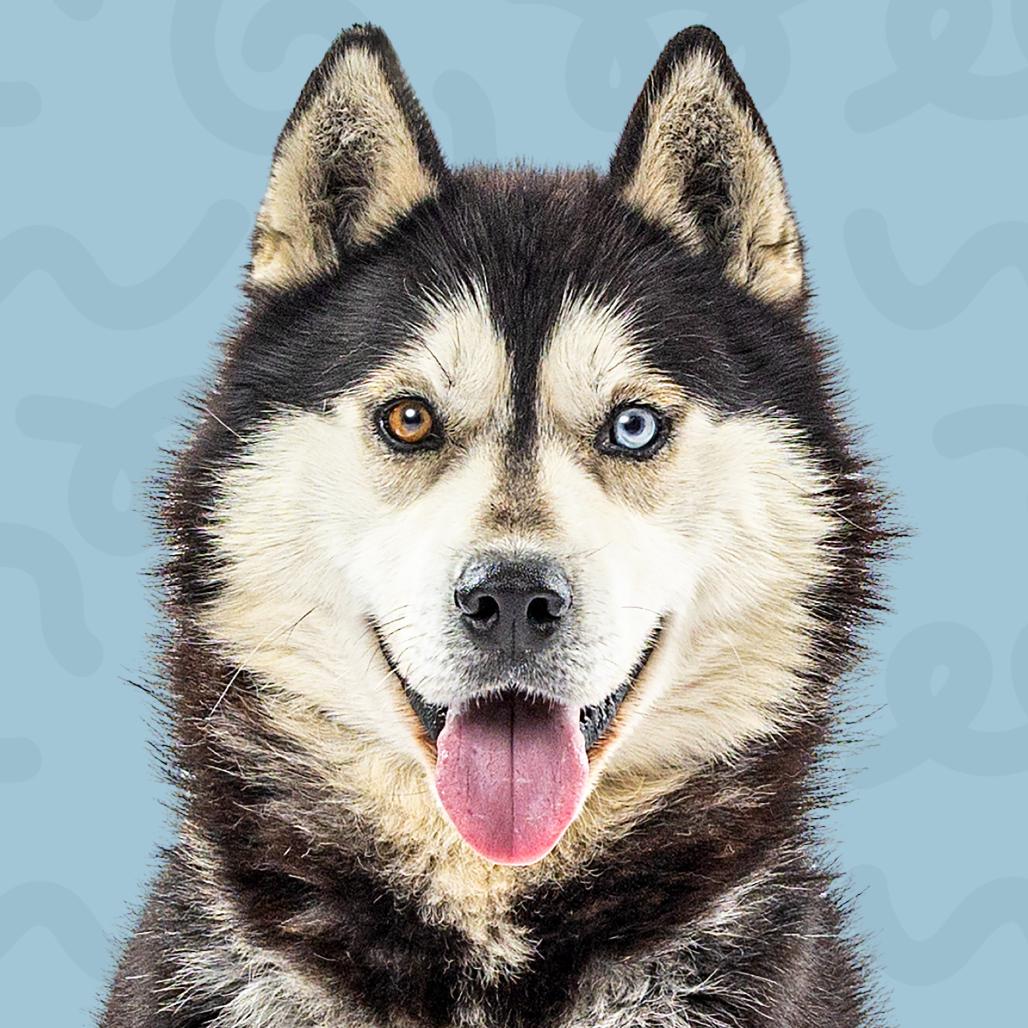 Enlarge Jacob, a Adoptable Husky in Reno, NV image 2/6