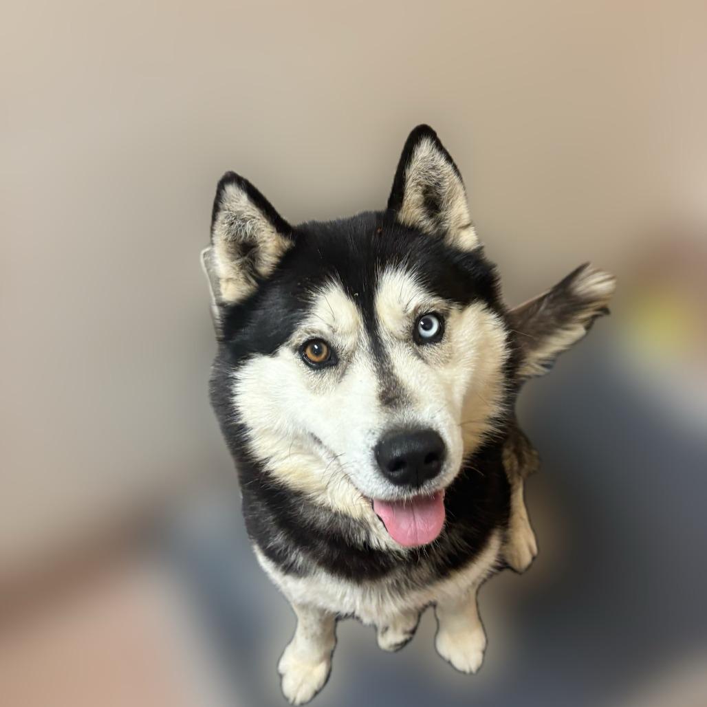 Enlarge Jacob, a Adoptable Husky in Reno, NV image 3/6