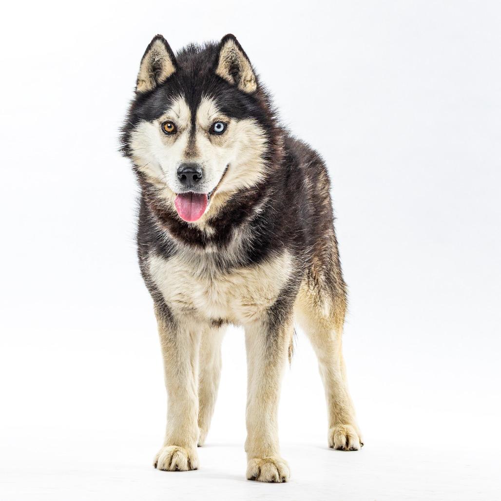 Enlarge Jacob, a Adoptable Husky in Reno, NV image 4/6