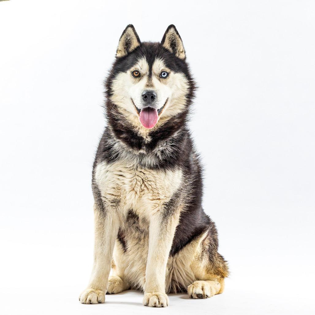 Enlarge Jacob, a Adoptable Husky in Reno, NV image 5/6