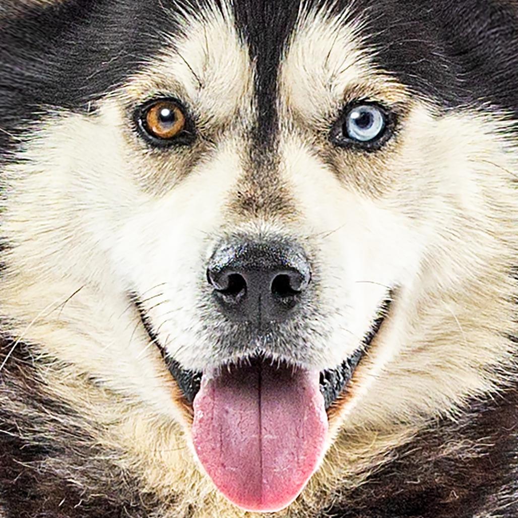 Enlarge Jacob, a Adoptable Husky in Reno, NV image 6/6