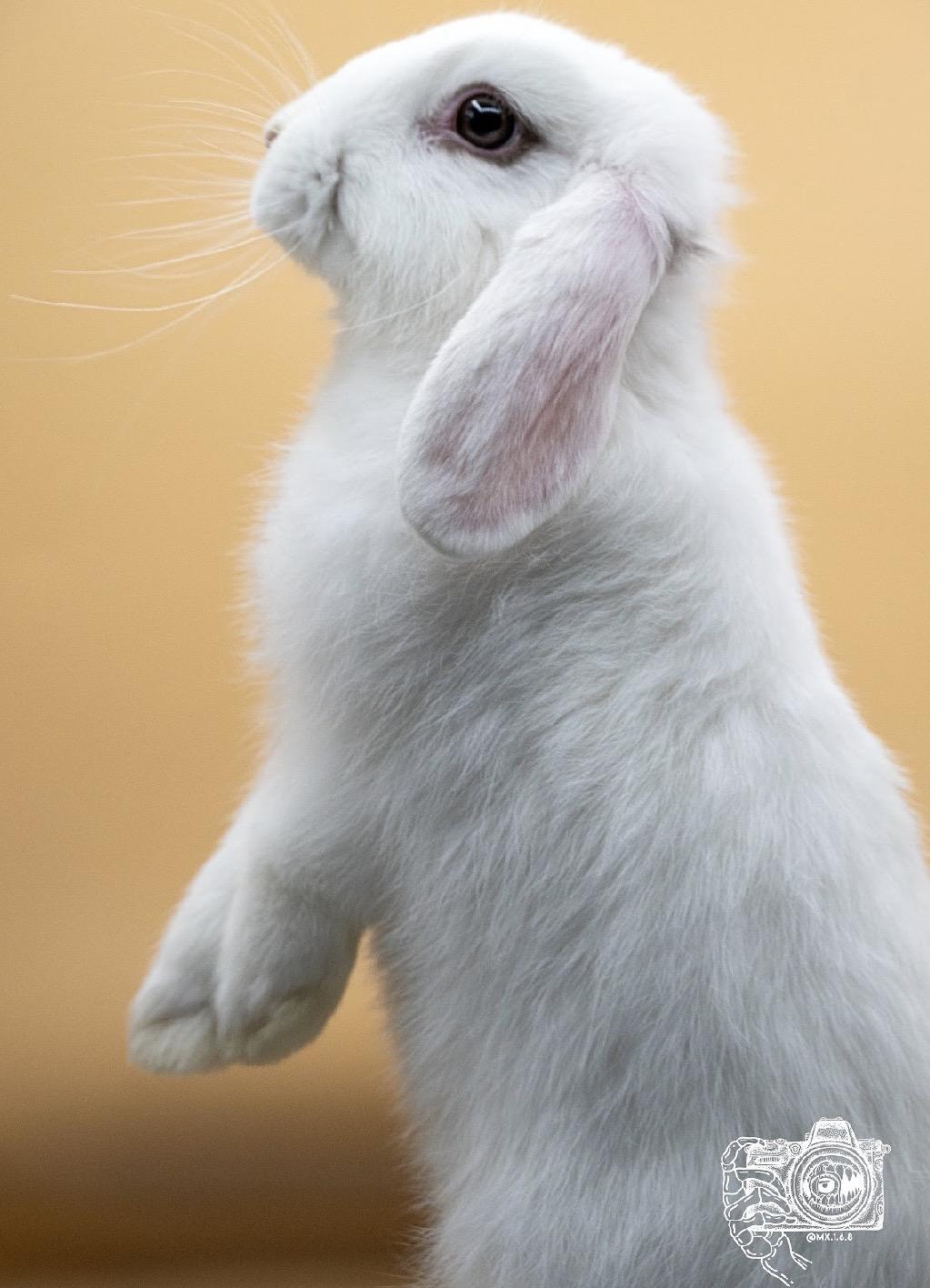 Happy , ADOPTABLE, Baby Female Lop Eared & Angora Rabbit.
