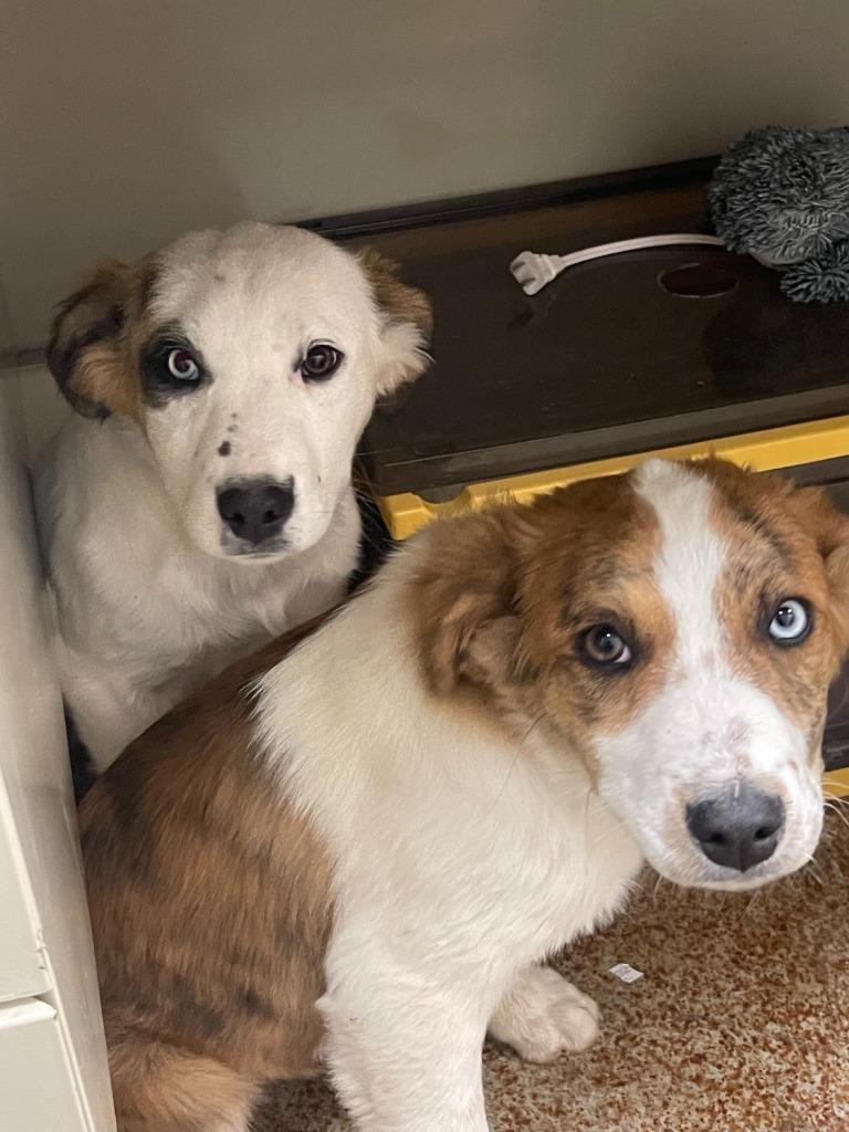 Sojourner, Adoptable, Puppy Female Australian Shepherd & Great Pyrenees.