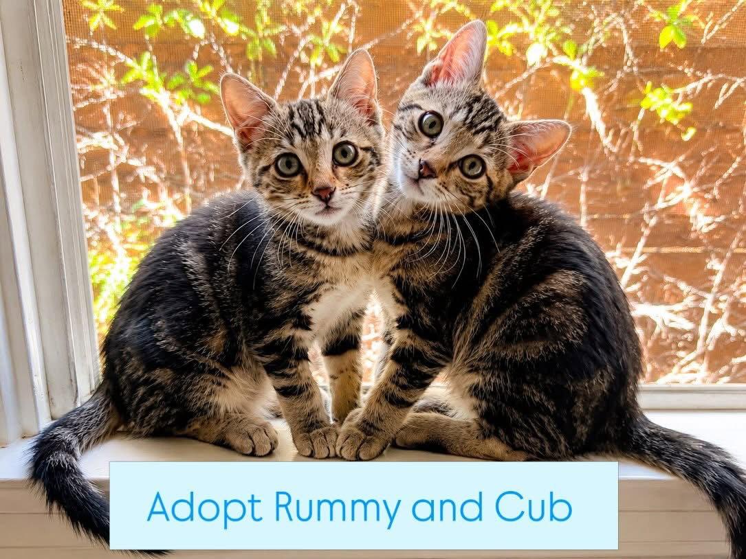 Rummy & Kub, a Adoptable mixed breed in Long Beach, CA image 2/3