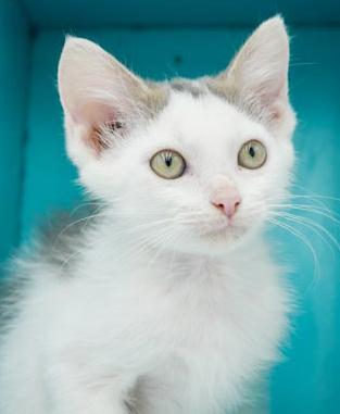 Hereee'ssss Herbie!  Our super exotic SWEETHEART!  OLD ENOUGH TO GO SOLO