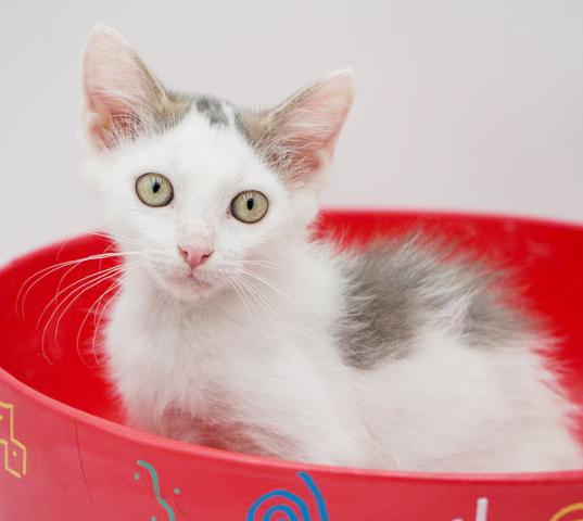 Hereee'ssss Herbie!  Our super exotic SWEETHEART!  OLD ENOUGH TO GO SOLO