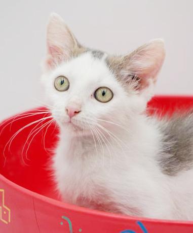 Hereee'ssss Herbie!  Our super exotic SWEETHEART!  OLD ENOUGH TO GO SOLO