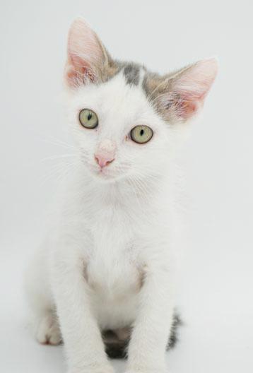 Hereee'ssss Herbie!  Our super exotic SWEETHEART!  OLD ENOUGH TO GO SOLO