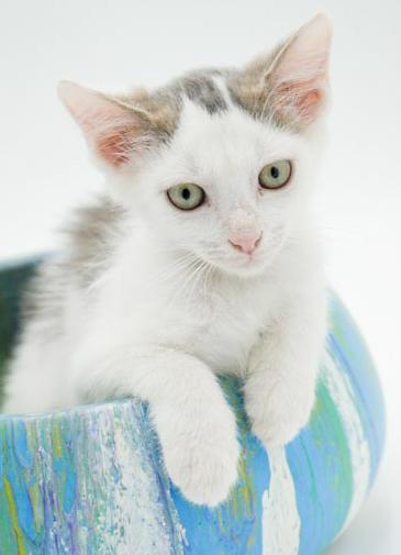 Hereee'ssss Herbie!  Our super exotic SWEETHEART!  OLD ENOUGH TO GO SOLO