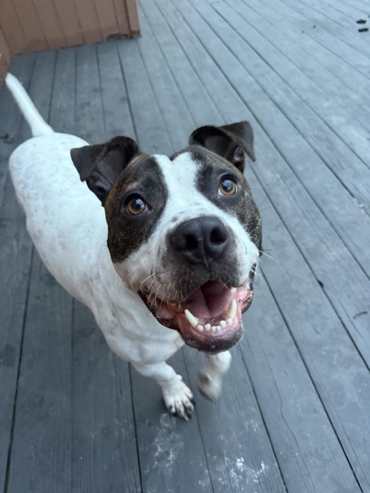 Lark — thumbnail 2