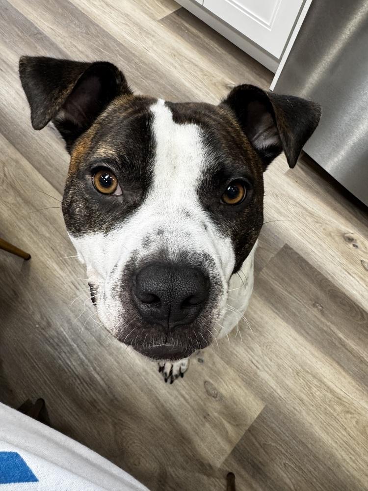 Lark — thumbnail 4