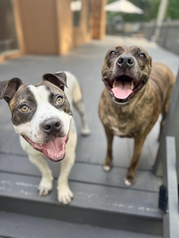 Lark — thumbnail 6