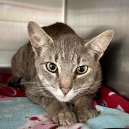 Meeko, Adoptable, Young Male Domestic Short Hair & Domestic Short Hair.
