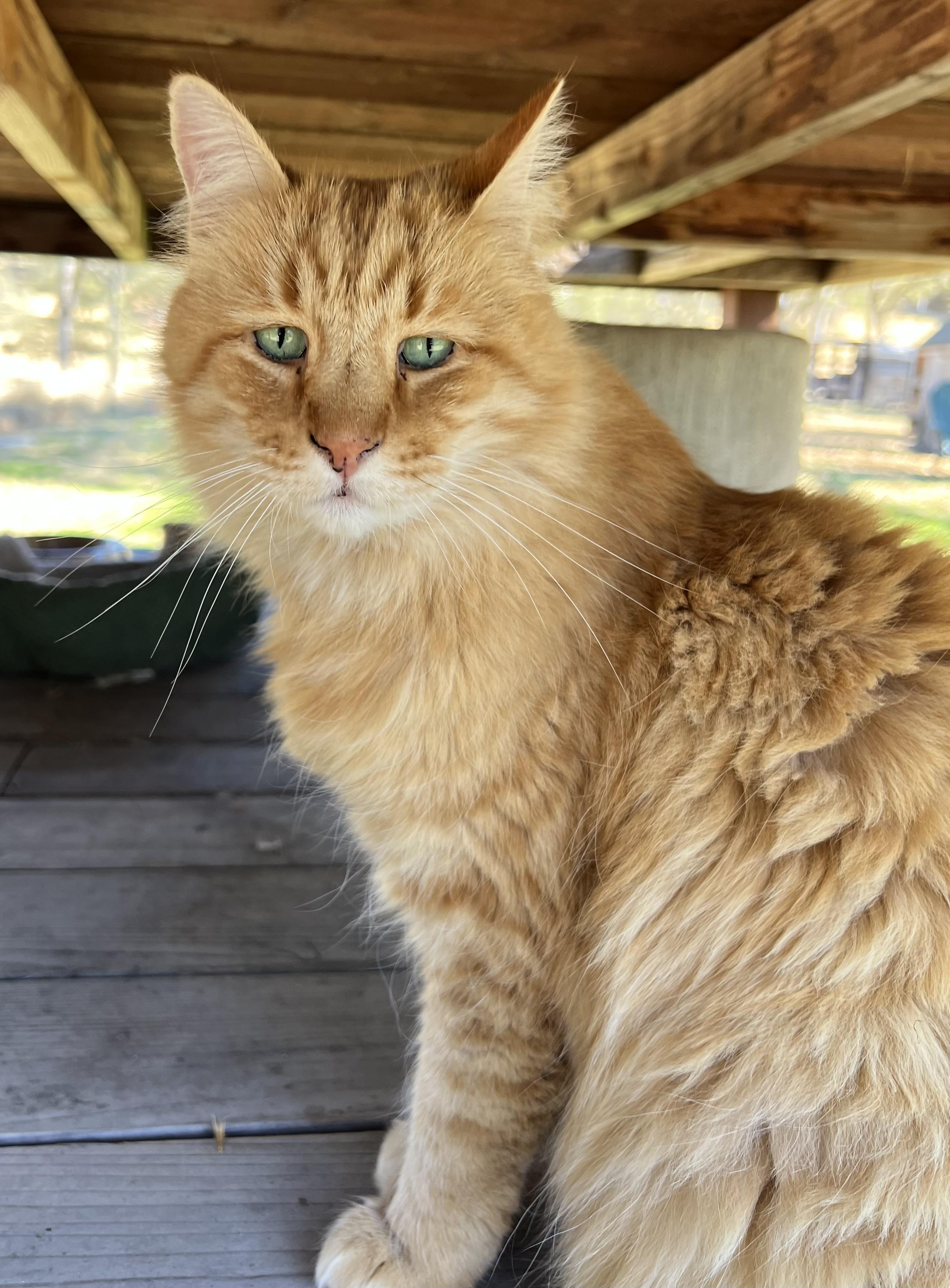 Tiger, a Adoptable mixed breed in El Dorado Hills, CA image 3/3