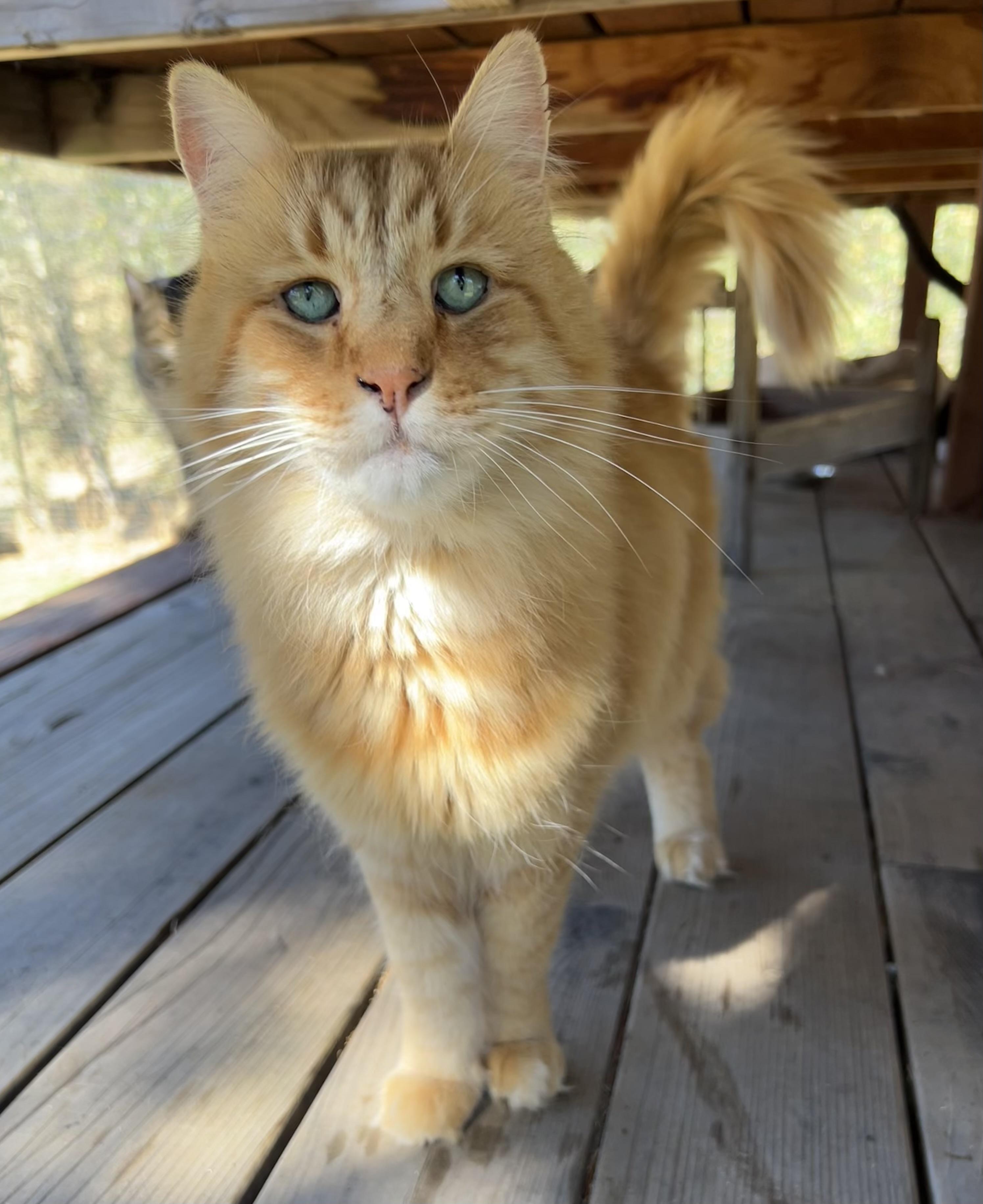 Tiger, a Adoptable mixed breed in El Dorado Hills, CA image 1/3