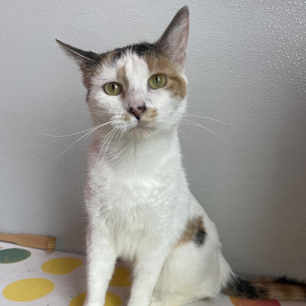 Precious, Adoptable, Adult Female Domestic Short Hair.
