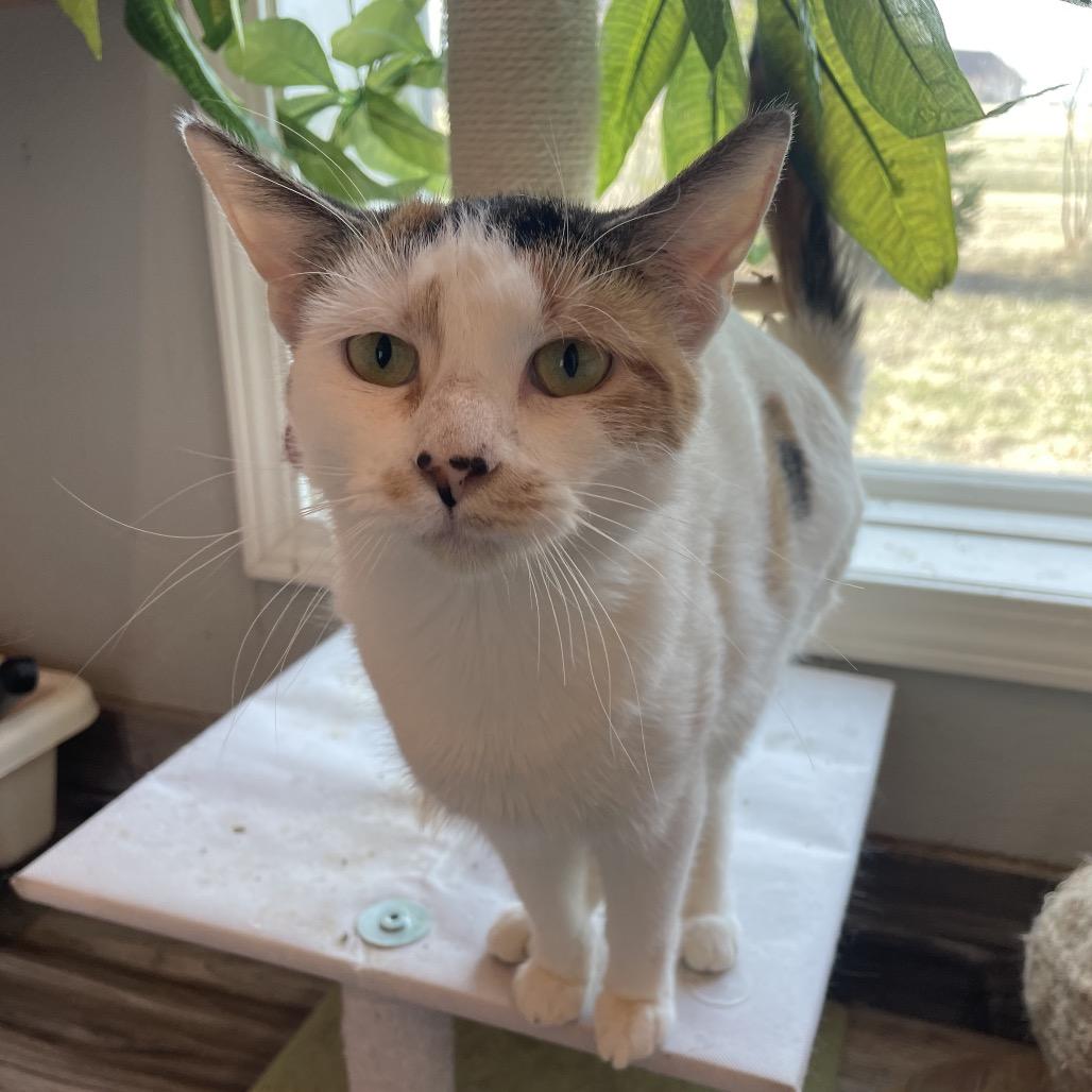 Enlarge Precious, a Adoptable Domestic Short Hair in West Des Moines, IA image 2/5