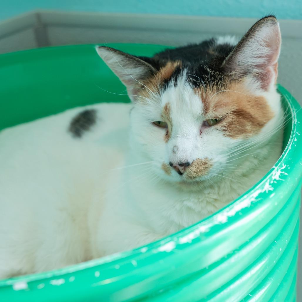 Enlarge Precious, a Adoptable Domestic Short Hair in West Des Moines, IA image 3/5