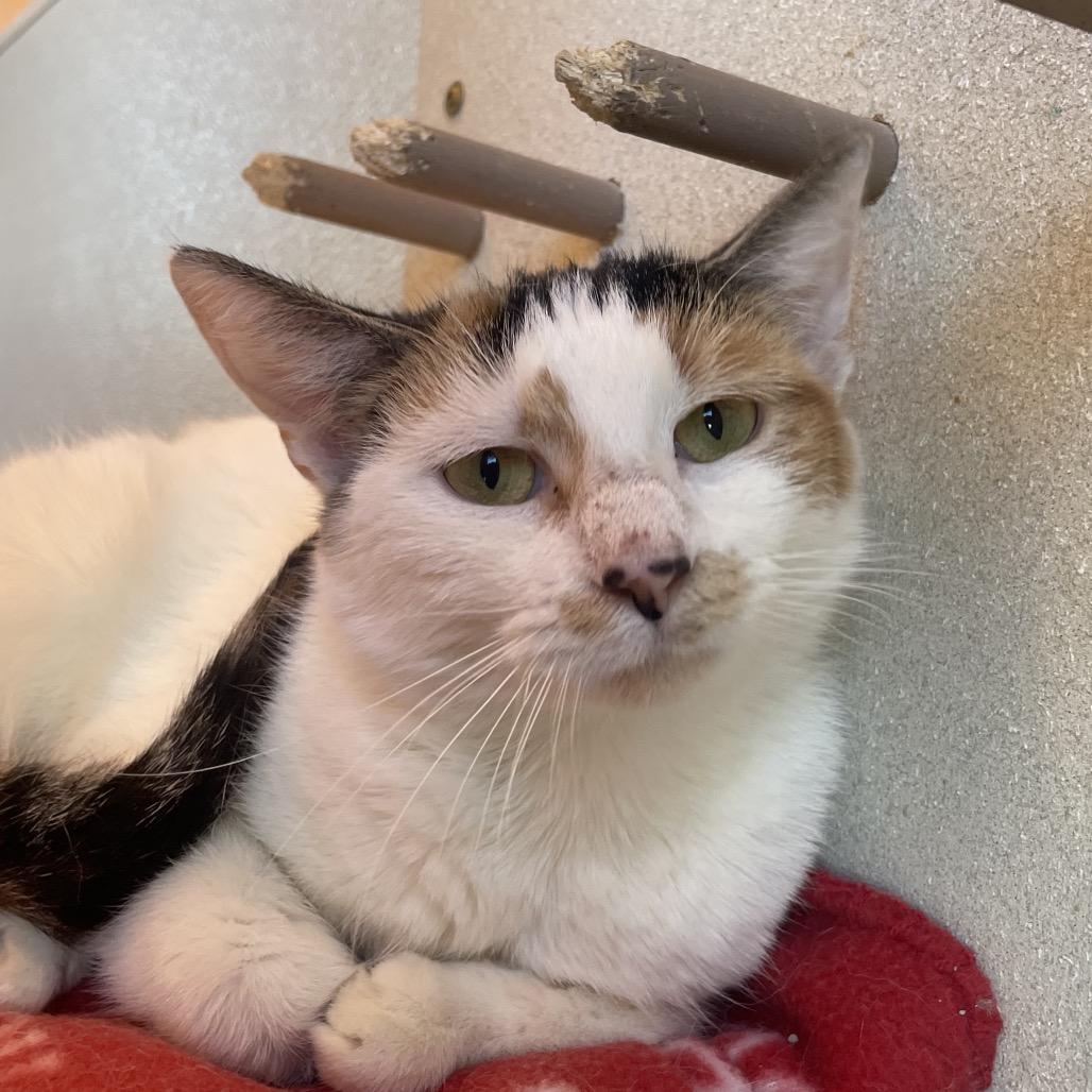 Enlarge Precious, a Adoptable Domestic Short Hair in West Des Moines, IA image 4/5