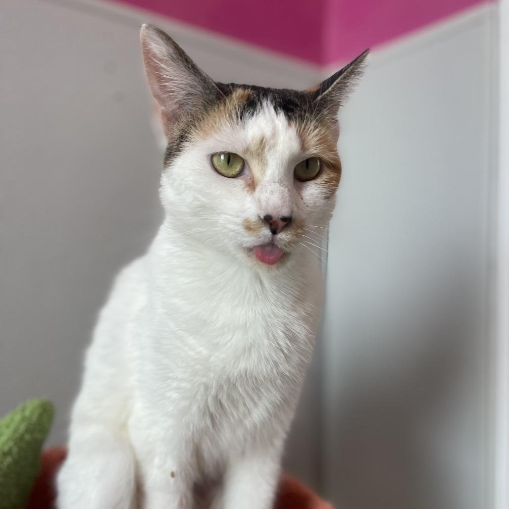 Enlarge Precious, a Adoptable Domestic Short Hair in West Des Moines, IA image 5/5